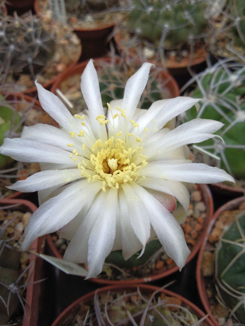 Gymnocalycium horstii